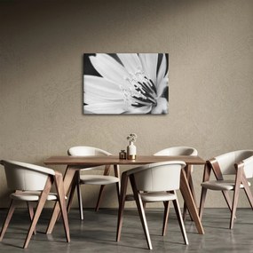 Tablou - Floare albă și neagră (70x50 cm)