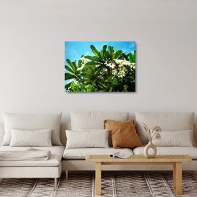 Tablou pe sticlă - Plumeria (70x50 cm)