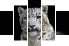 Tablou - Snow Leopard (150x105 cm)