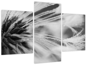 Tablou - Macro,alb-negru (90x60 cm)