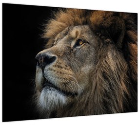 Tablou - Leul maiestuos (70x50 cm)