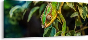 Tablou cu cameleon (120x50 cm)