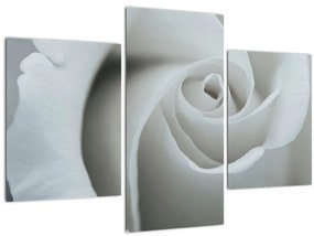 Tablou - Trandafirul alb (90x60 cm)