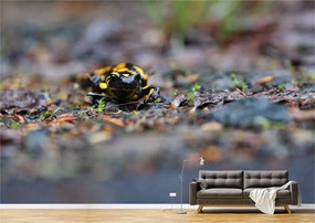 Tapet Premium Canvas - Salamandra colorata in natura