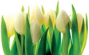 Fototapet - Arta florală - abstract (152,5x104 cm), în 8 de alte dimensiuni noi