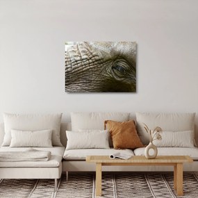 Tablou pe sticlă - Prim-planul ochiului de elefant vechi (70x50 cm)