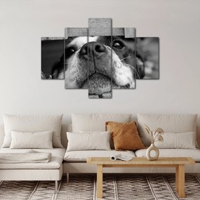 Tablou cu câine (150x105 cm)