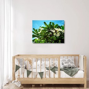 Tablou pe sticlă - Plumeria (70x50 cm)