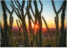 Tablou - Plante (70x50 cm)
