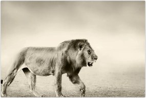 Tablou - Leul flămând (90x60 cm)