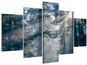 Tablou cu copaci și soarele translucind (150x105 cm)