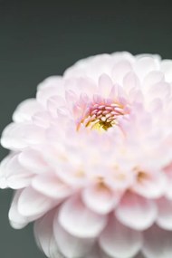 Fotografie Pink Flower No1, Studio Collection