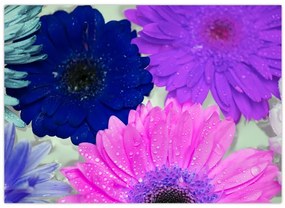 Tablou cu flori colorate (70x50 cm)