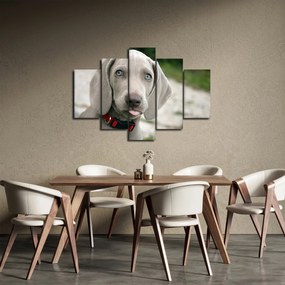Tablou - cățeluș weimaraner (150x105 cm)