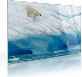 Tablou pe sticlă - Ursul polar (70x50 cm)