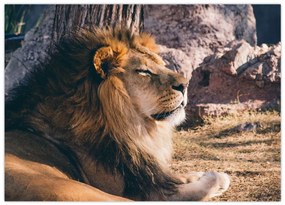 Tablou cu leul dormind (70x50 cm)