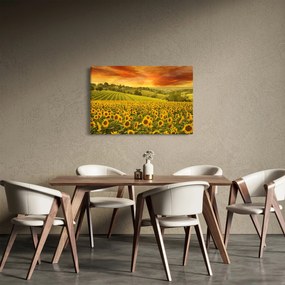Tablou - Câmp de floarea-soarelui (90x60 cm)