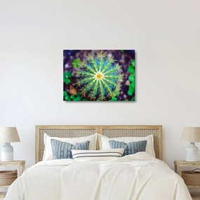 Tablou cu cactus (70x50 cm)