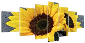 Tablou - floarea-soarelui (210x100cm)