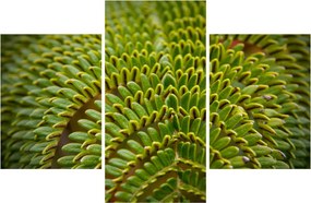 Tablou - Fern (90x60 cm)