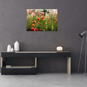 Tablou pe sticlă cu maci (70x50 cm)