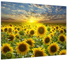 Tablou pe sticlă - Floarea-soarelui la apus de soare (70x50 cm)