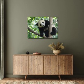 Tablou - Panda in copac (70x50 cm)