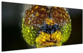 Tablou detailat cu ochii de omidă (120x50 cm)