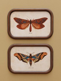 Set 2 tablouri cu fluturi, cu rama din lemn, Butterfly