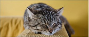 Tablou cu pisica pe fotoliu (120x50 cm)