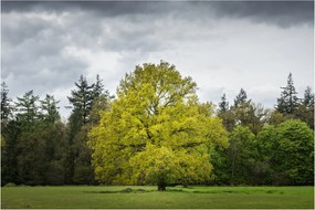 Tablou - Copac verde în câmp (90x60 cm)