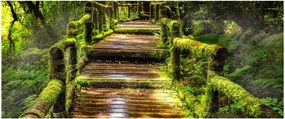 Tablou cu scări într-o pădure tropicală (120x50 cm)