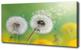 Tablou pe pânză canvas Păpădia
