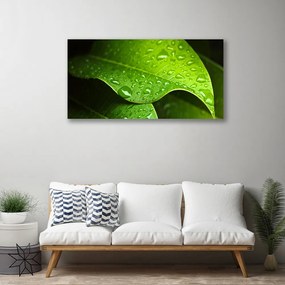 Tablou pe panza canvas Picături de rouă Leaf Floral Verde