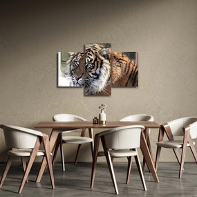 Tablou cu tigrul (90x60 cm)