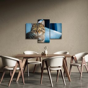 Tablou - Pisica domestică (90x60 cm)