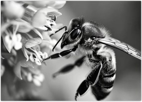 Tablou - Detaliu de albină (70x50 cm)