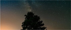Tablou cu cerul nocturn și copaci (120x50 cm)