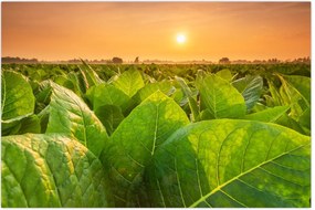 Tablou - Câmp (90x60 cm)
