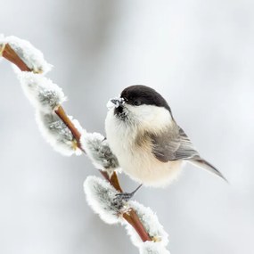 Fotografie Willow tit in winter., Annie Keizer