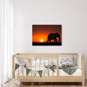 Tablou cu elefant în apus de soare (70x50 cm)
