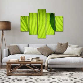 Tablou - Detaliu de frunză verde (150x105 cm)