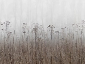 Tapet Autumn Haze, Beige, Rebel Walls