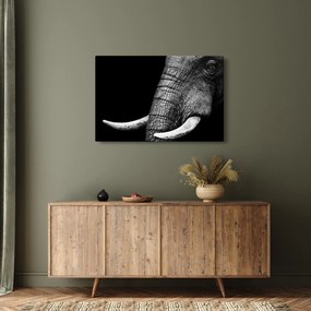 Tablou - Colți de elefant (90x60 cm)
