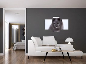 Tablou cu vulpe polară (90x60 cm)
