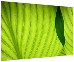 Tablou - Detaliu de frunză verde (90x60 cm)