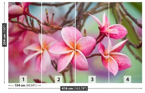 Fototapet frangipani roz