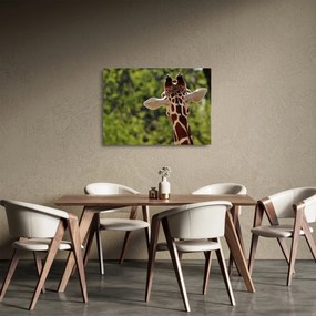 Tablou pe sticlă cu girafă din spate (70x50 cm)