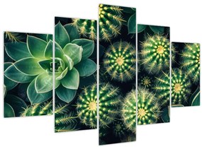 Tablou - Cactuși (150x105 cm)