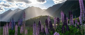 Tablou - scenariu cu flori de Lupin (120x50 cm)